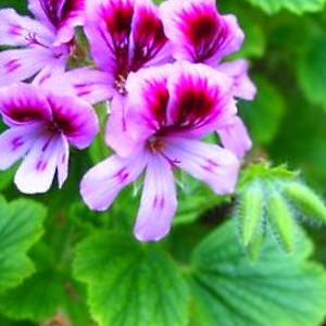  Pelargonium roseum Willd