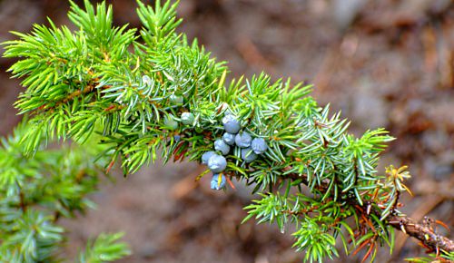  Juniperus communis