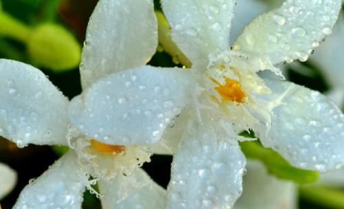  Jasminum officinale