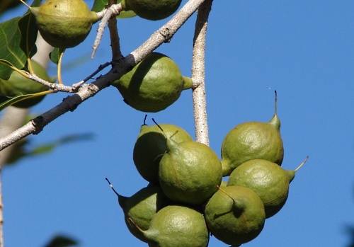  Macadamia Integrifolia