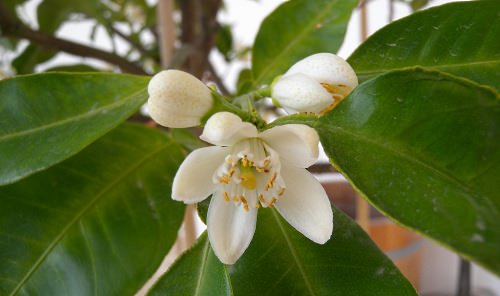  Citrus Aurantium